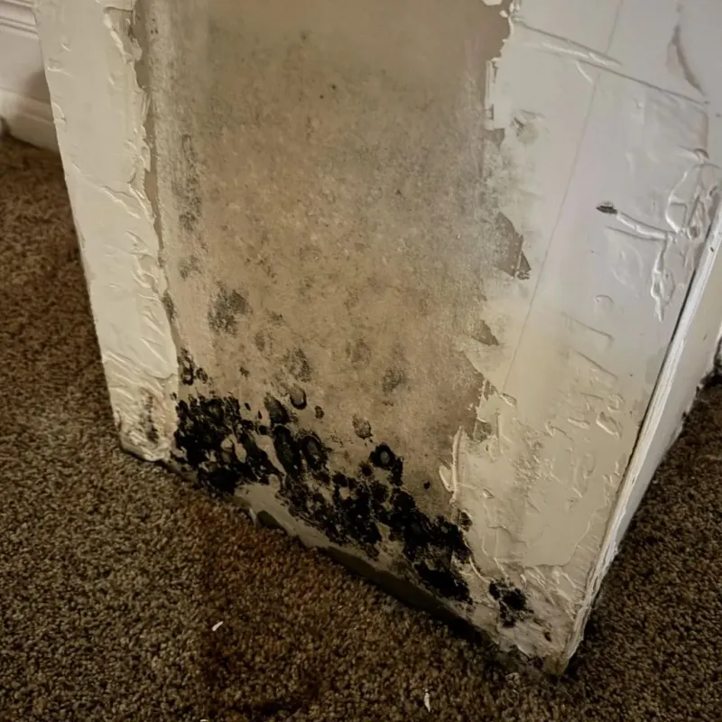 Professional Mold Removal in Century, FL